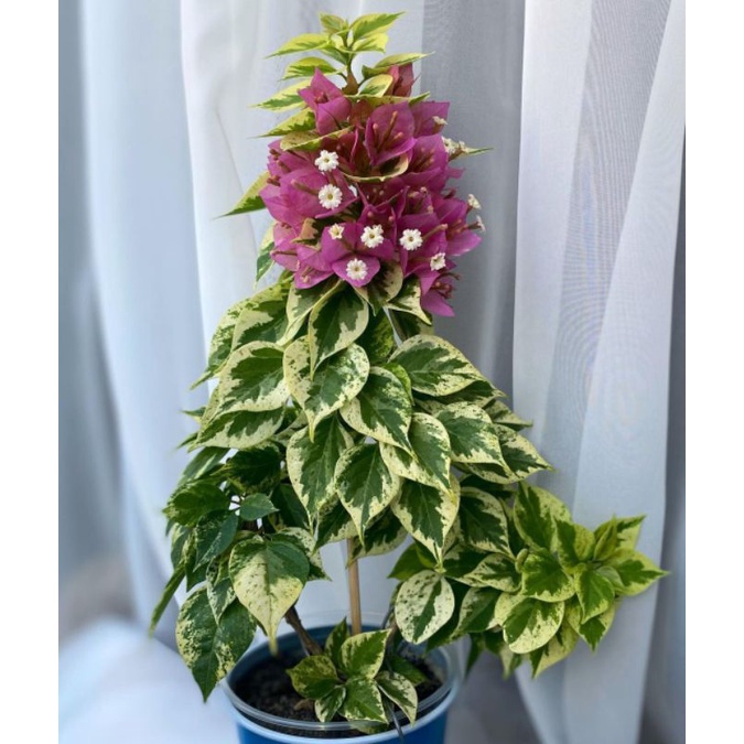 Bougenville Singapore Ekor Musang Varigata Pink