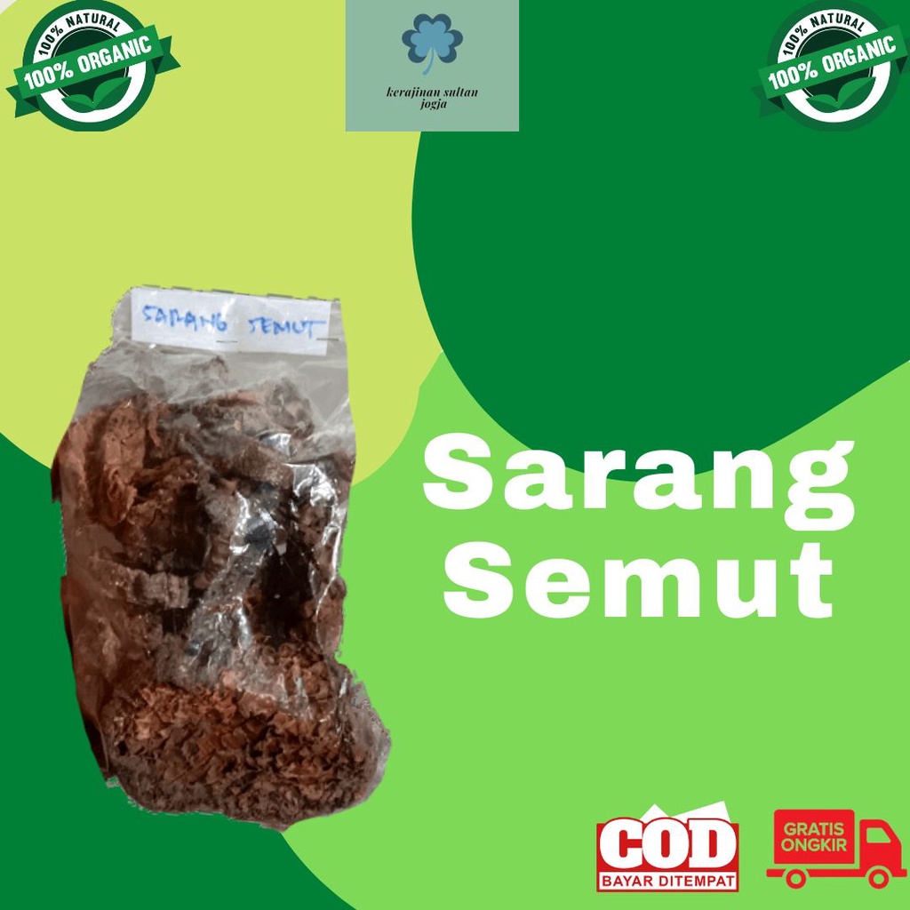 

SARANG SEMUT PAPUA ASLI BISA COD