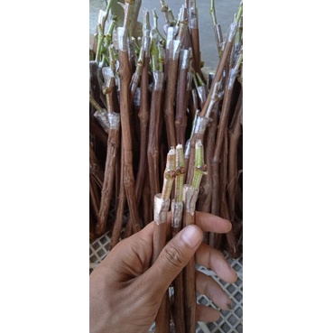 CUTTING GRAFTING ANGGUR IMPORT TERMURAH PERBATANG