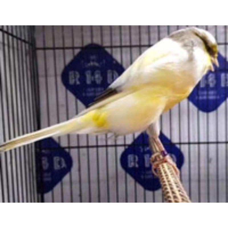 KENARI YORKSHIRE BETINA (20)