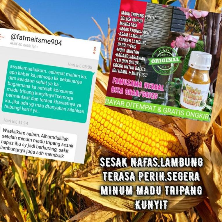 TERPOPULER MADU TRIPANG KUNYIT 100% ASLI (Bukan Oplosan) UNTUK MAAGH KRONIS SAKIT LAMBUNG, GERD, ANX