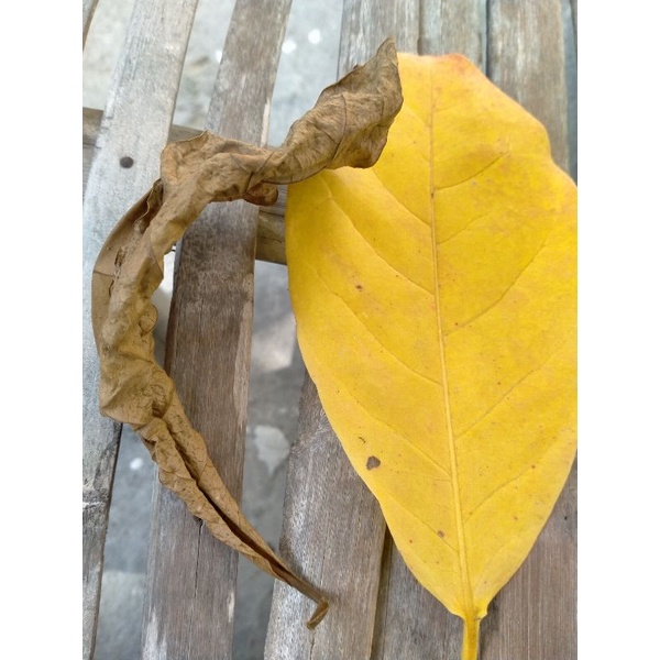 

Ketapang Kering Alami (/10 Lembar)