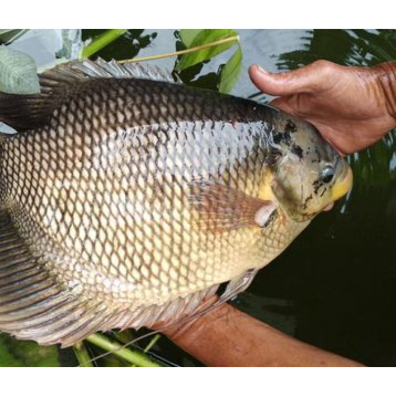 

Ikan Gurame Segar Besar