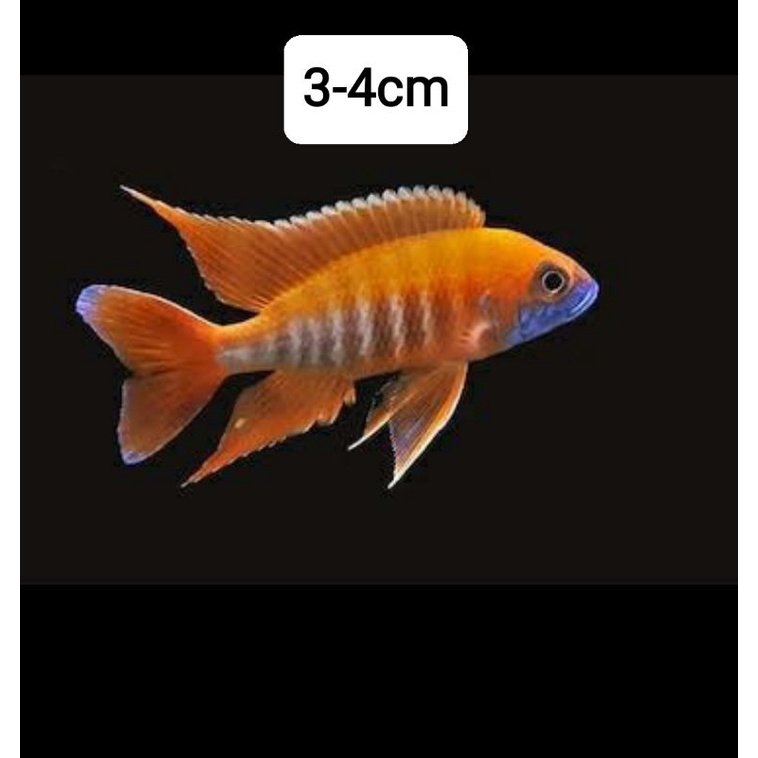 cichlid Eureka