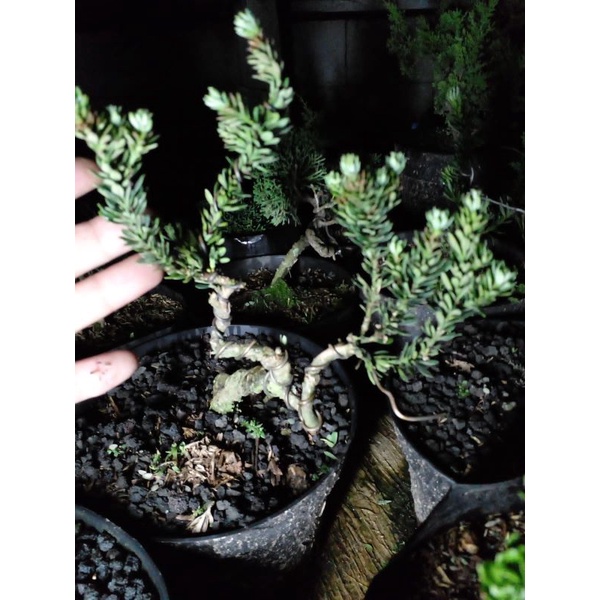 Lohansung Mikro Airbrush Meliuk/ Lohansung Air Brush Meliuk