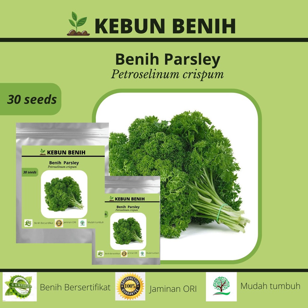 30 Benih Tanaman Parsley/ Bneih Peterseli/  Kualitas Unggul