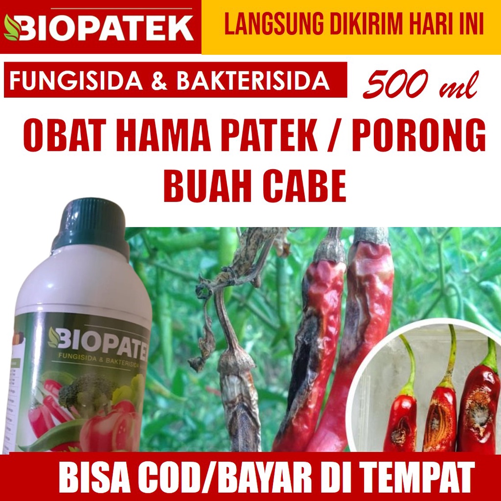 BIOPATEK 500 ML OBAT HAMA PATEK CABE, OBAT CABAI PATEK, NOPATEK FUNGISIDA PATEK CABE, OBAT PATEK CABE TERBAIK, FUNGISIDA PATEK CABE TERLARIS, FUNGISIDA BULAI CABE, OBAT BULAI CABE TERBAIK, OBAT BULAI CABE BUSUK BUAH BATANG AKAR DAN DAUN CABE