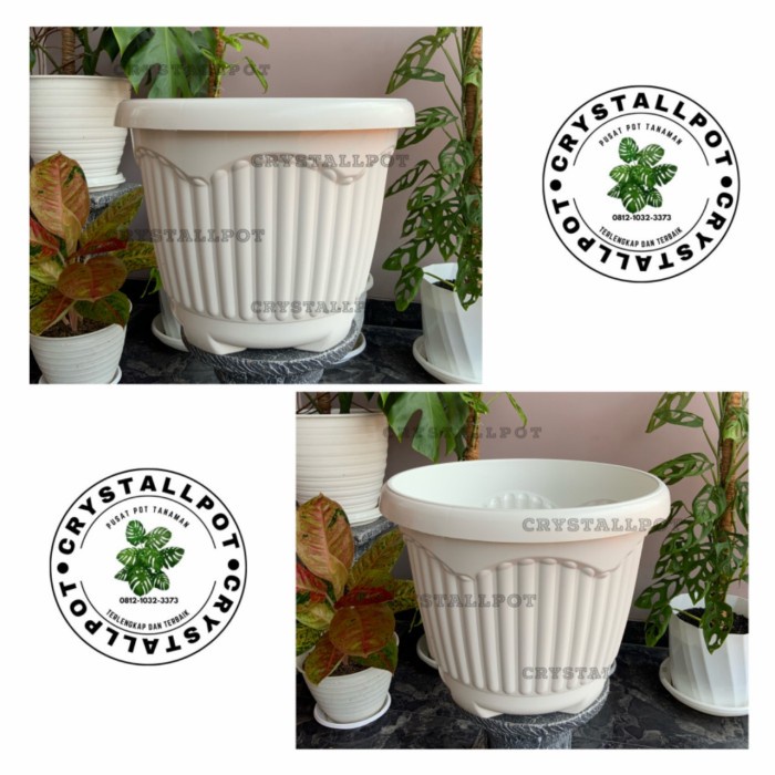 Pot Pot Bunga Tanaman Shallom Mio 50 Putih - Jumbo Mio 50 Putih