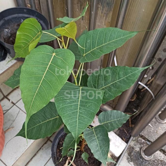 Pohon Bodhi Tanaman Hias bibit Bodi ficus religiosa