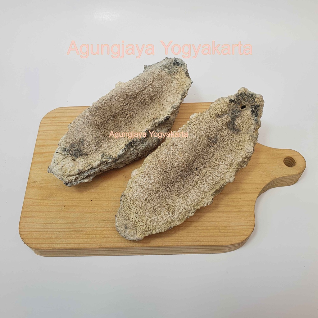 

Teripang Susu / Hai Som / Tripang Koro / Haisom ( export Quality )