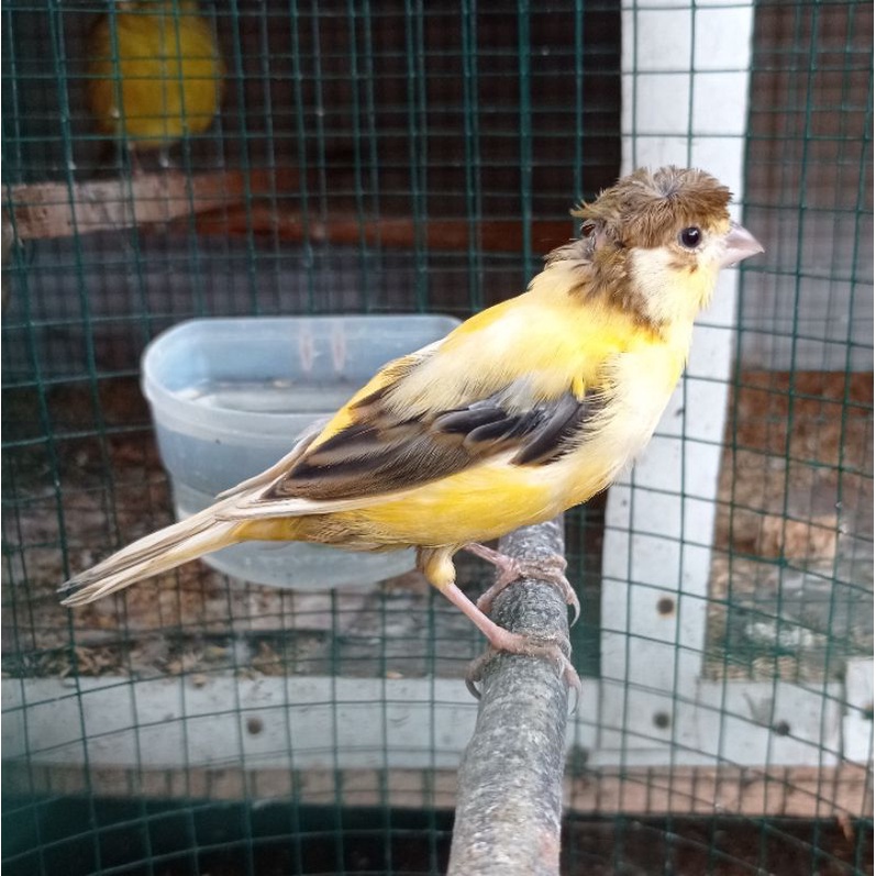 Jual burung kenari bon kuning gloster bahan riwikan jantan | Shopee