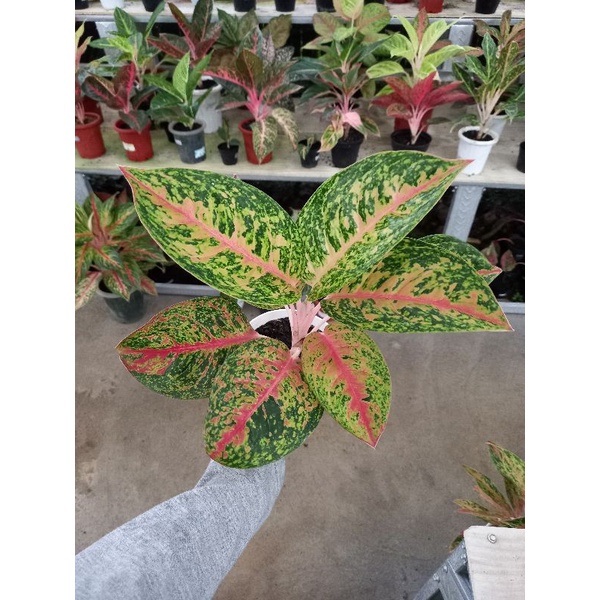 aglonema mahasety murah / mahaseti lokal sesuai foto