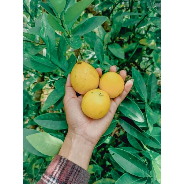 

Buah Lemon Lokal Kalimantan