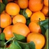 

Buah Jeruk Santang Tangerine 1kg