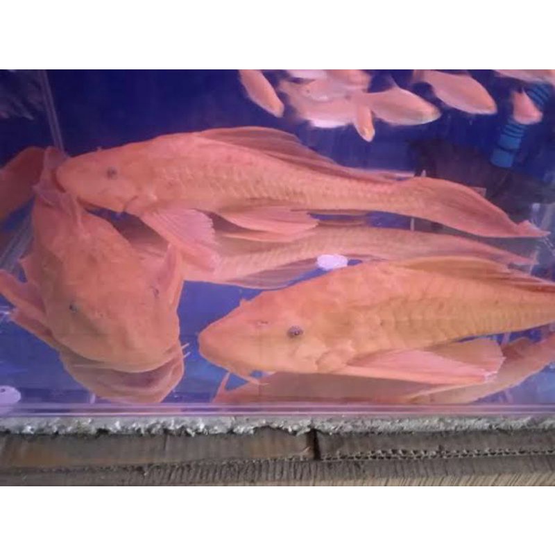 Jual Ikan Hias Sapu Sapu Albino Jumbo Shopee Indonesia