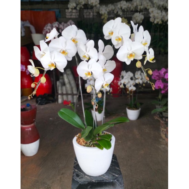 BUNGA ANGGREK - ANGGREK BULAN - JUAL ANGGREK - ANGGREK BULAN MURAH - BUNGA ANGGREK MURAH