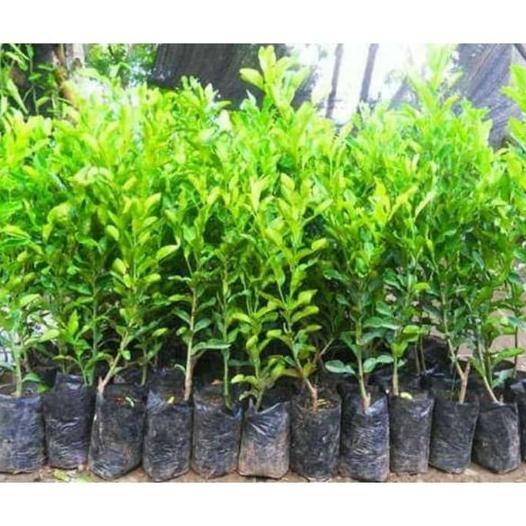 joss Bibit tanaman jeruk purut/jeruk purut viral