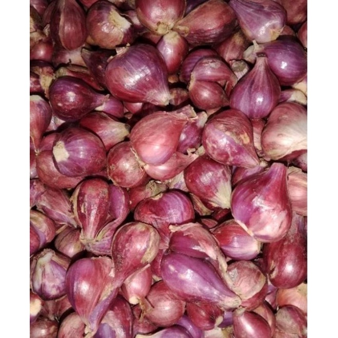 

bawang merah super