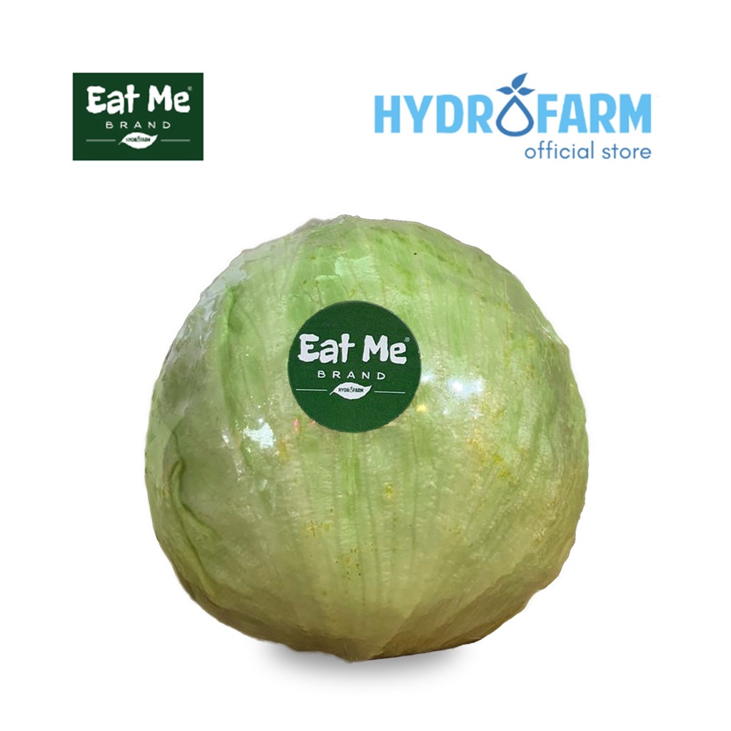 Jual Eat Me Brand Iceberg Lettuce Shopee Indonesia