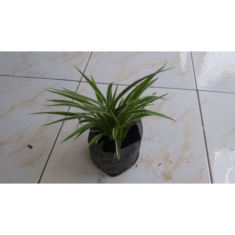 BISA(COD)BUNGA LILI PARIS