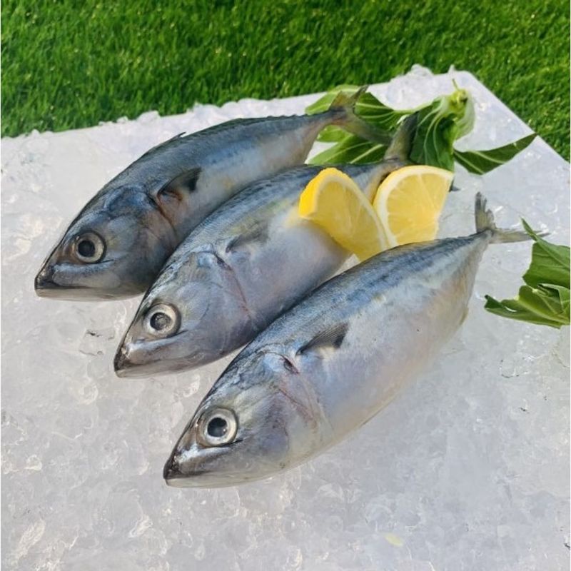

Ikan Kembung Segar 500rgam
