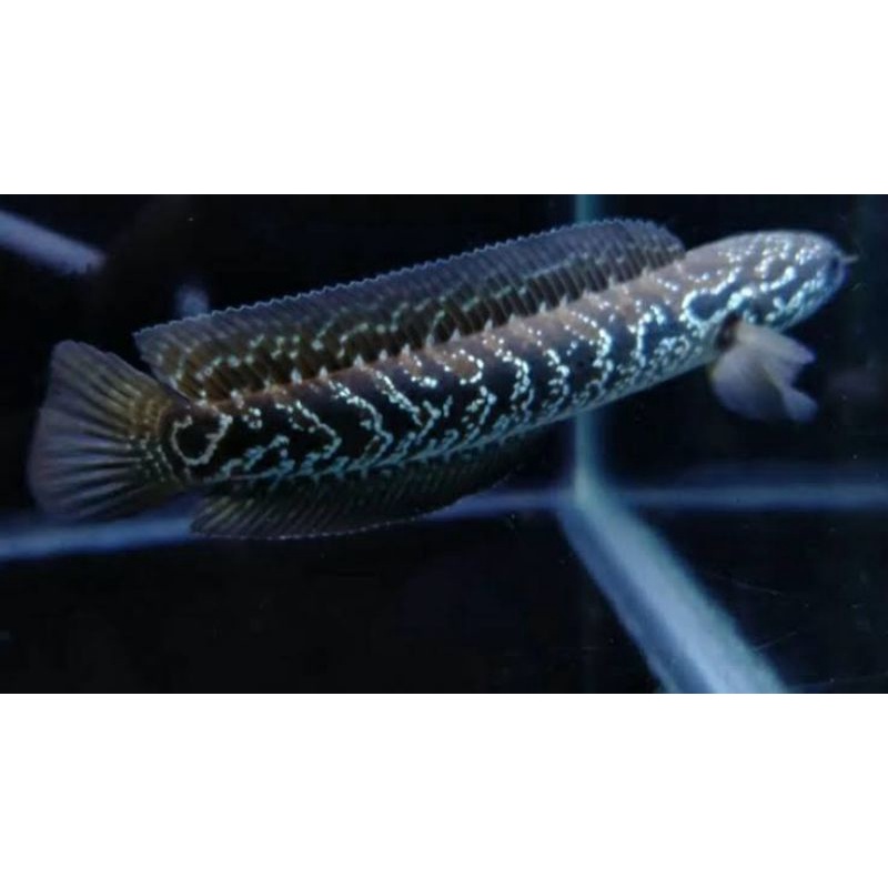 

ikan chana Asiatika 8 9 10 cm galak lurrrrrr