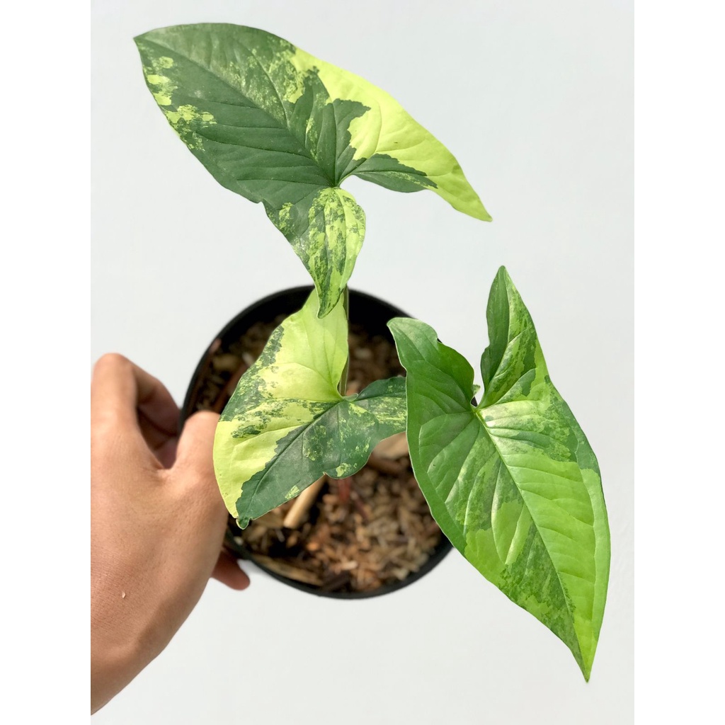 Syngonium Yellow Var Marble