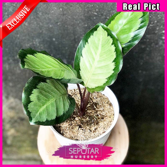 (BISA COD) calathea corona - tanaman hias calathea corona