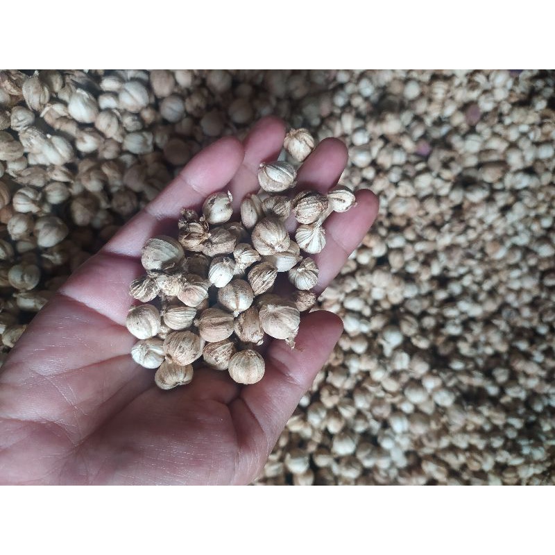 

Kapulaga #Capolaga asli 100gram