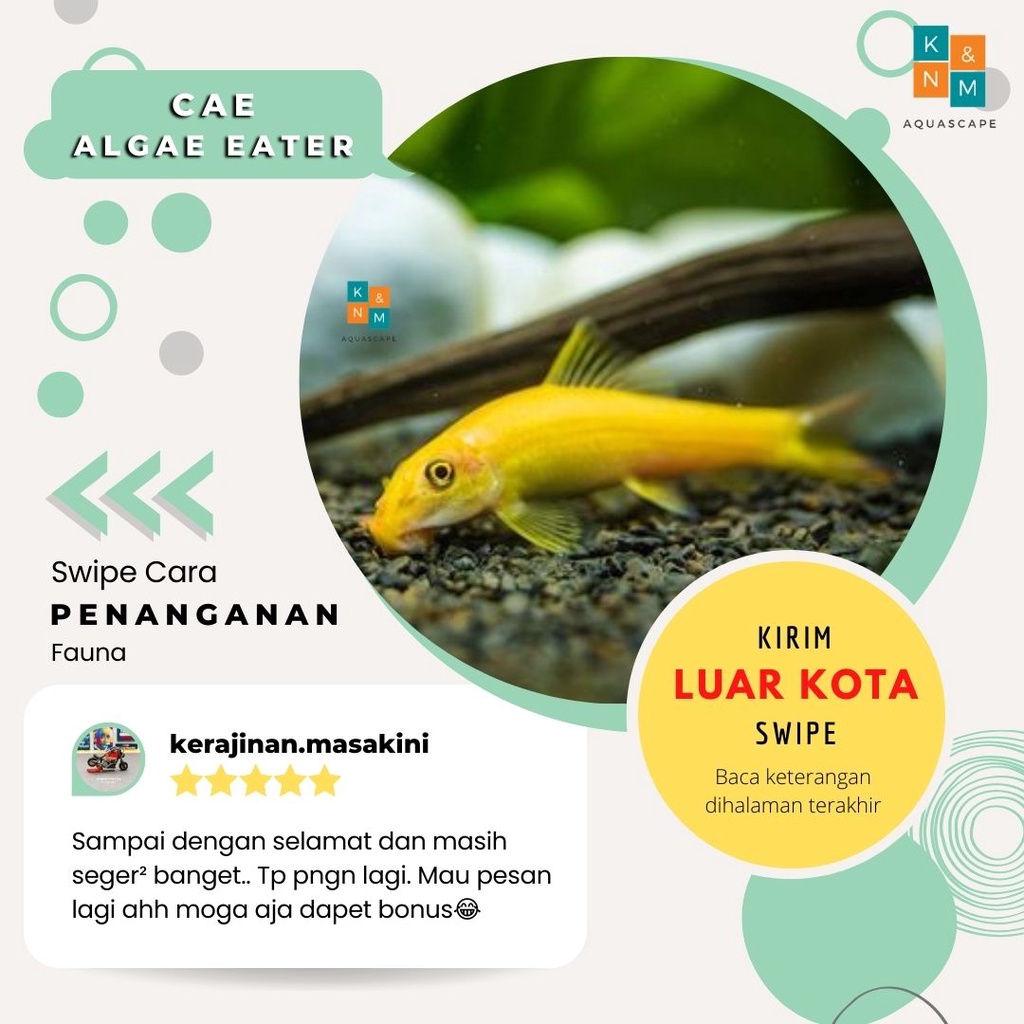 CAE Chinese Algae Eater Ikan Hias Air Tawar Aquarium Aquascape Akuarium