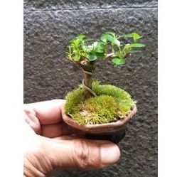 Bonsai Shito Sancang + Pot Keramik