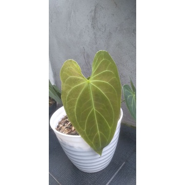 ANTHURIUM DARK MAMA