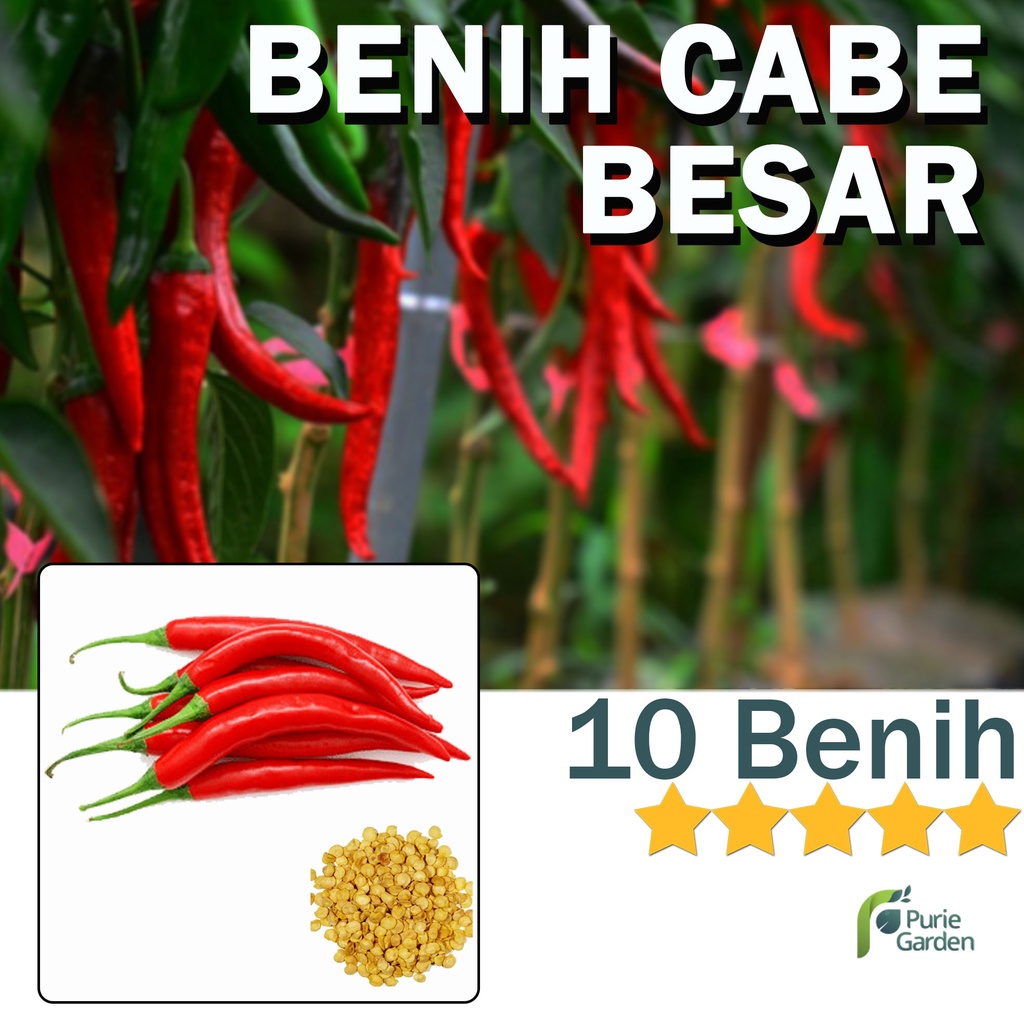 Benih Bibit Cabe Besar 10 Benih Dua Ribuan PG SBY