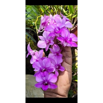 anggrek hutan larat dewasa