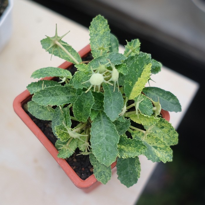 {AbdiStore} dorstenia hybrid variegata Diskon