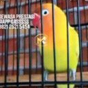 Lovebird Vit Lomba Spesial 