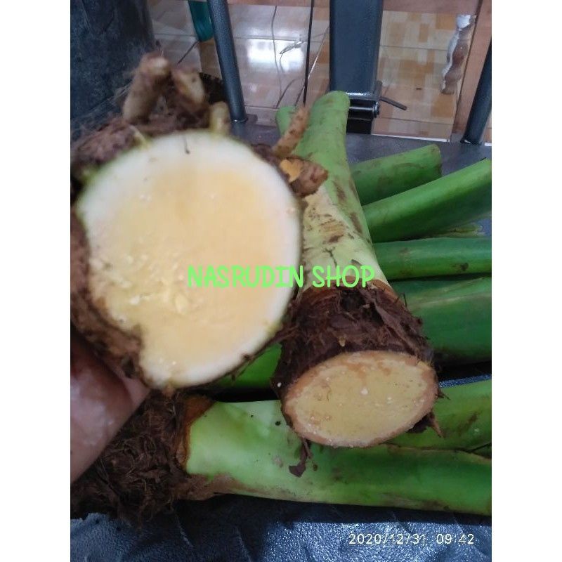 

[Fresh] BIBIT TALAS BENENG 1KG ISI 1-4 MAHKOTA BENENG TALAS KUNING/TALAS MENTEGA/TALAS BANTEN