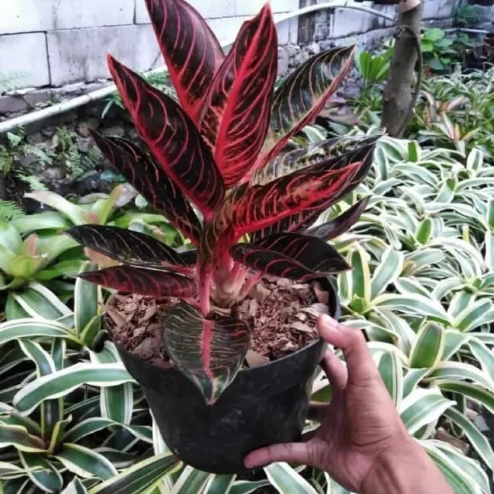 Aglonema Pride Of Sumatra
