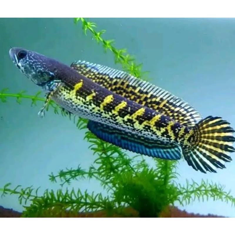 auranti 15-20cm wild catch import India