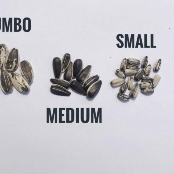 KUACI SANGRAI SUPER JUMBO UNTUK BURUNG KAKATUA MACAW AFGREY AMAZON