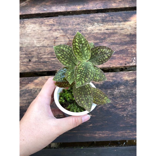 Jawel Orchid Cystorchid - Tanaman Hias Jawel Orchid Kiaksara Tengkorak