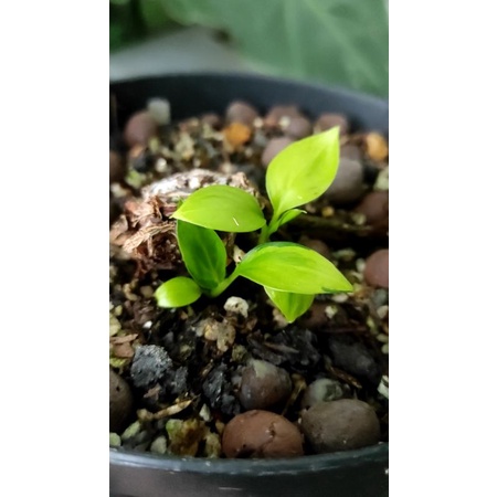 homalomena rubescens varigata bonggol isi 3 tunas