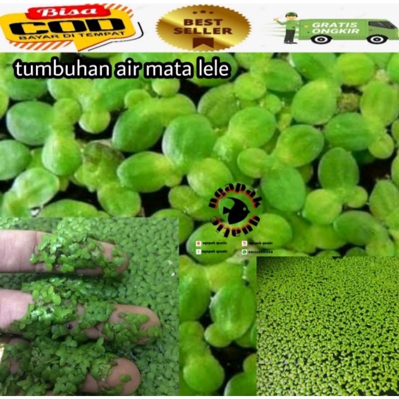 Jual Tanaman Air Apung Tanaman Mata Lele Duckweed Shopee Indonesia 7351