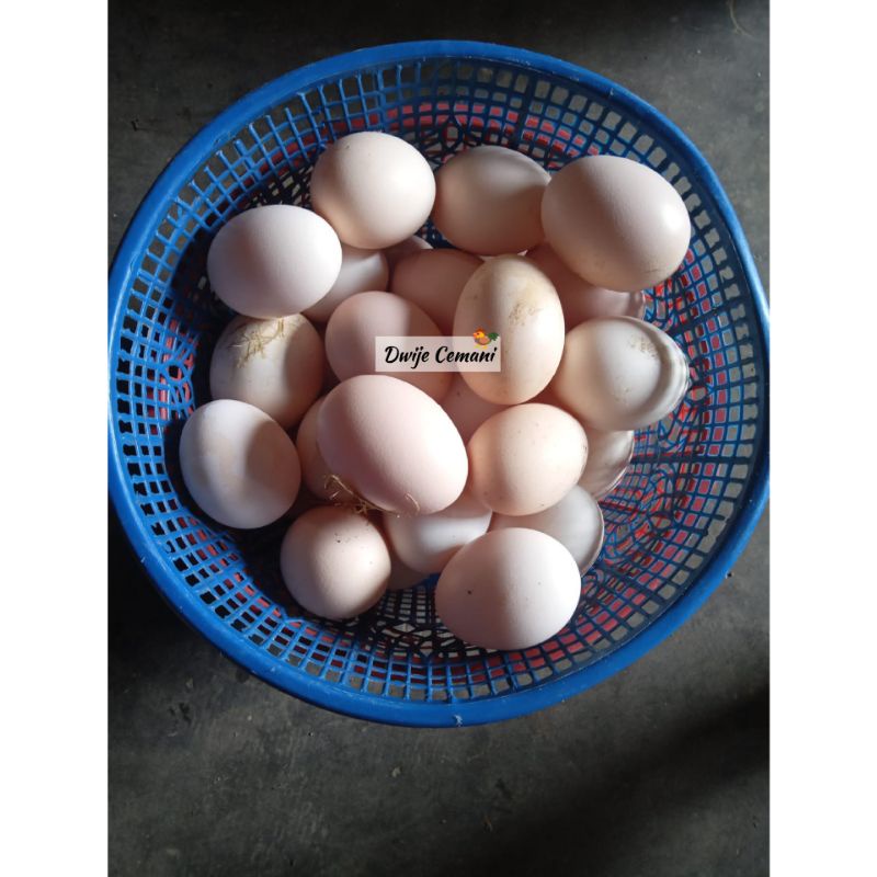 

Telur Cemani Lidah Hitam Asli (Fresh langsung dari kandang/fertil)