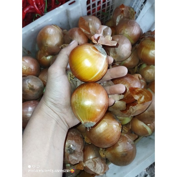 

BAWANG BOMBAI