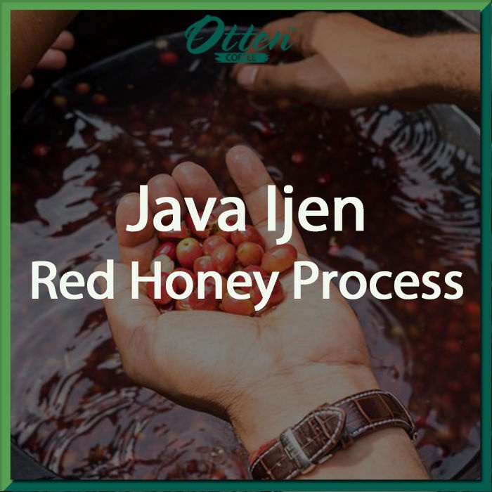 

Green Bean Kopi Arabica Java Ijen Red Honey Process - 1 Kg - Biji Kopi Mentah Siap Roasting - Otten Coffee