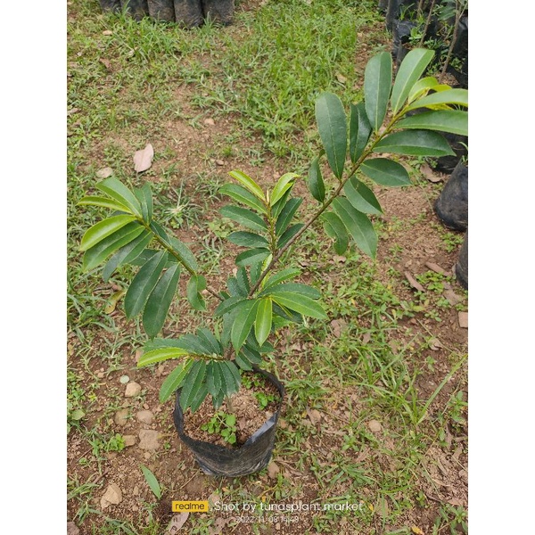 bibit Pohon Sirsak madu - Buah sirsak madu - Tanaman Sirsak madu manis