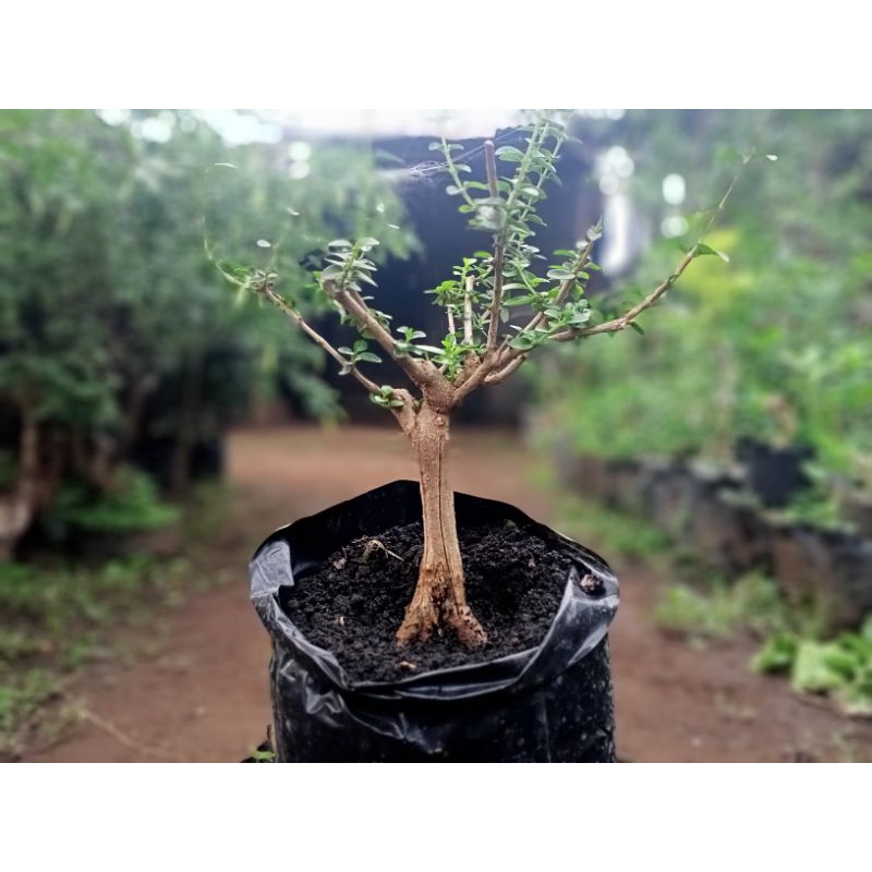 sancang mame program akar prospek cabang