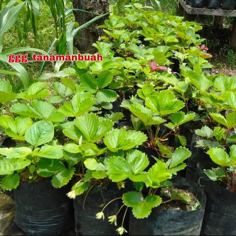 Bibit Strawberry Jumbo Manis Super Cepat Berbuah