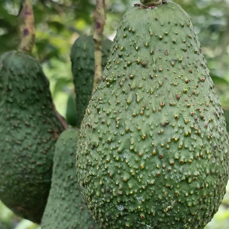 Tanaman Pohon Alpukat Pinkerton Batang Besar  Siap Berbuah